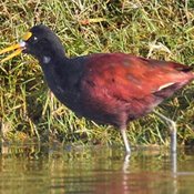 Northern Jacana